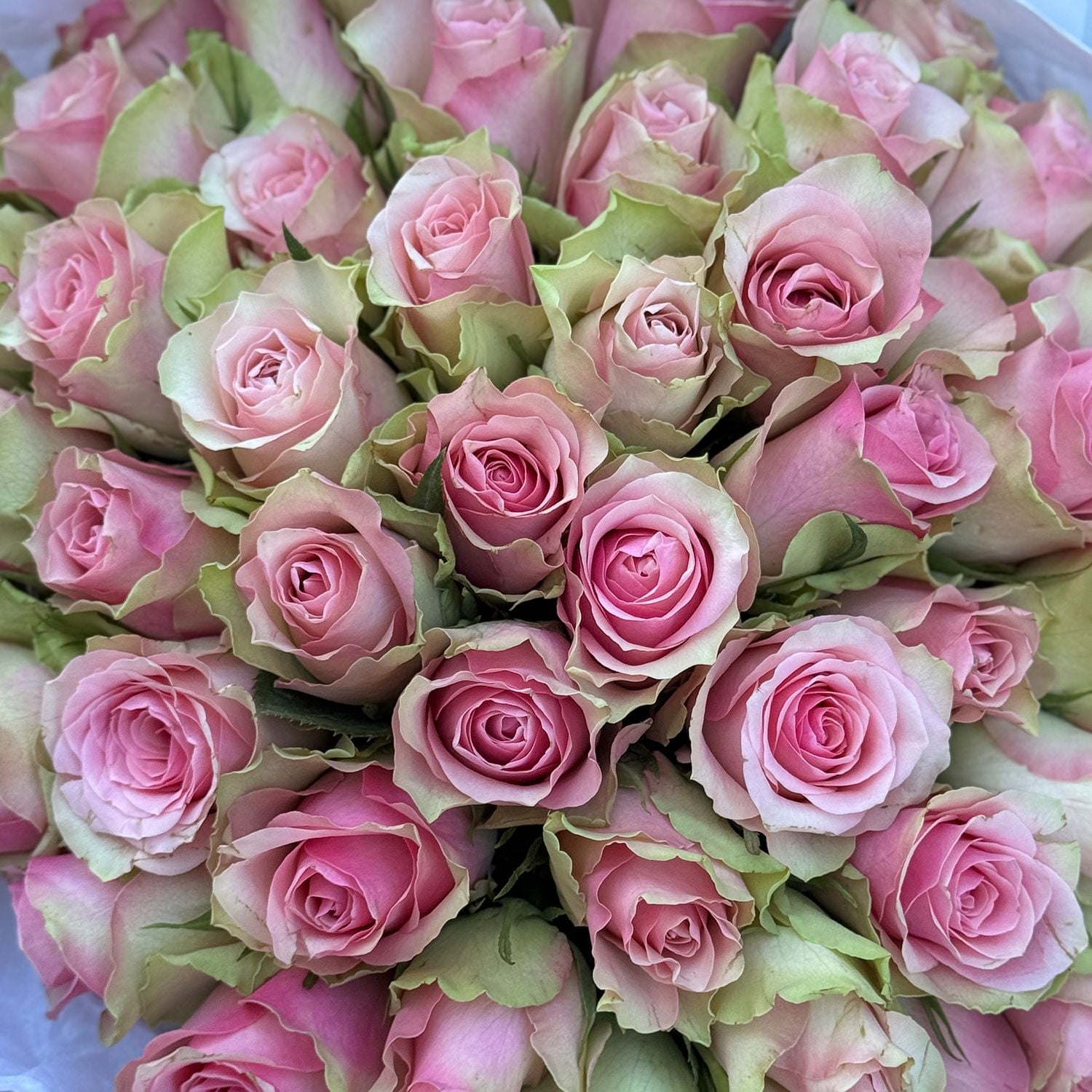 Bouquet 51 pink roses Kenia