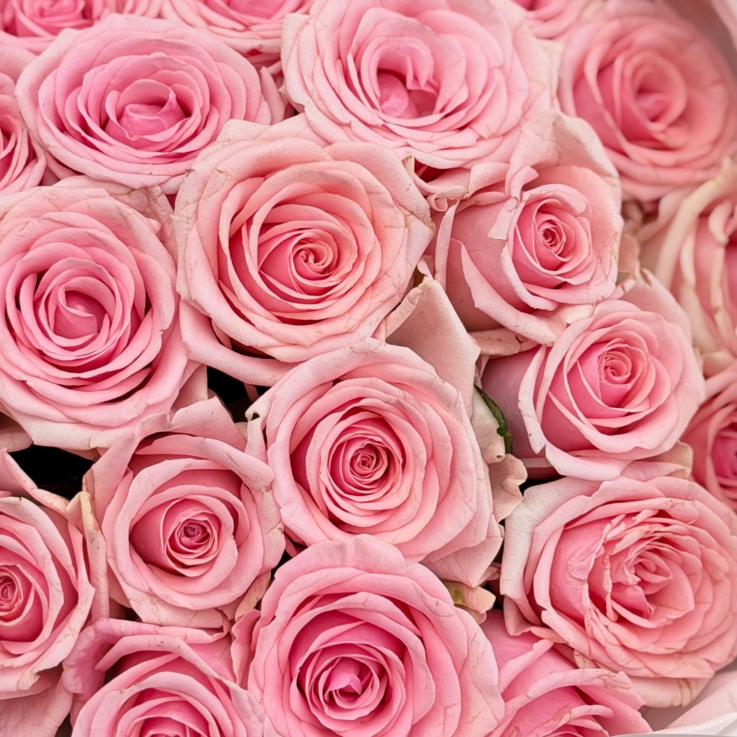 Bouquet 51 pink roses Kenia