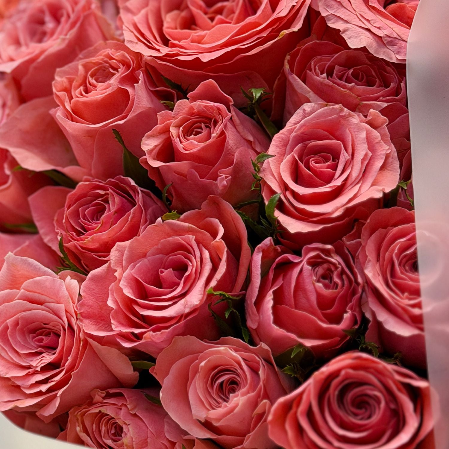 Bouquet 51 pink roses Kenia