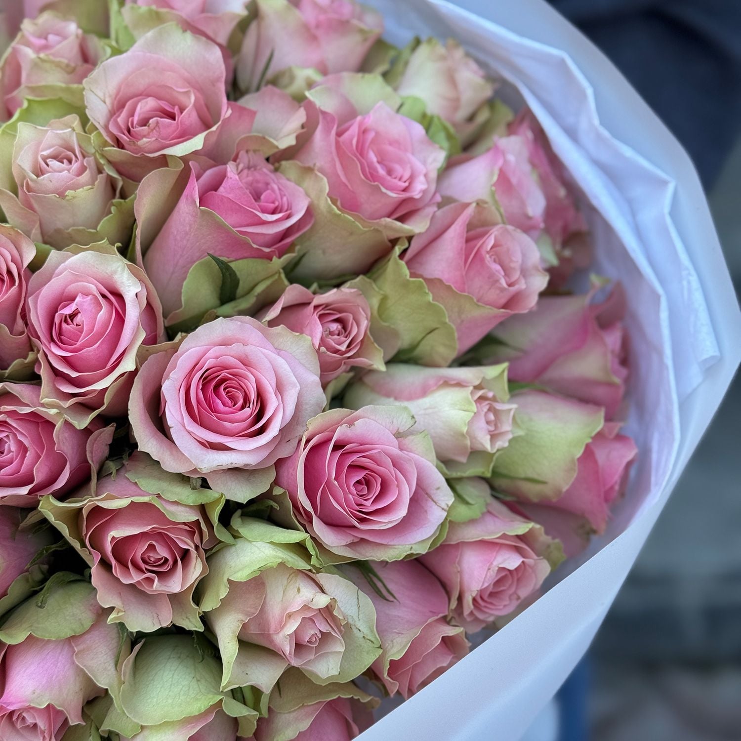 Bouquet 51 pink roses Kenia