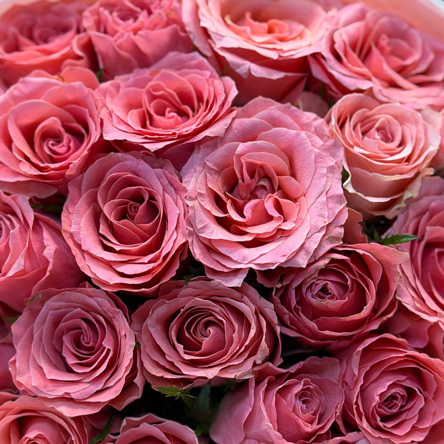Bouquet 25 pink roses Kenia