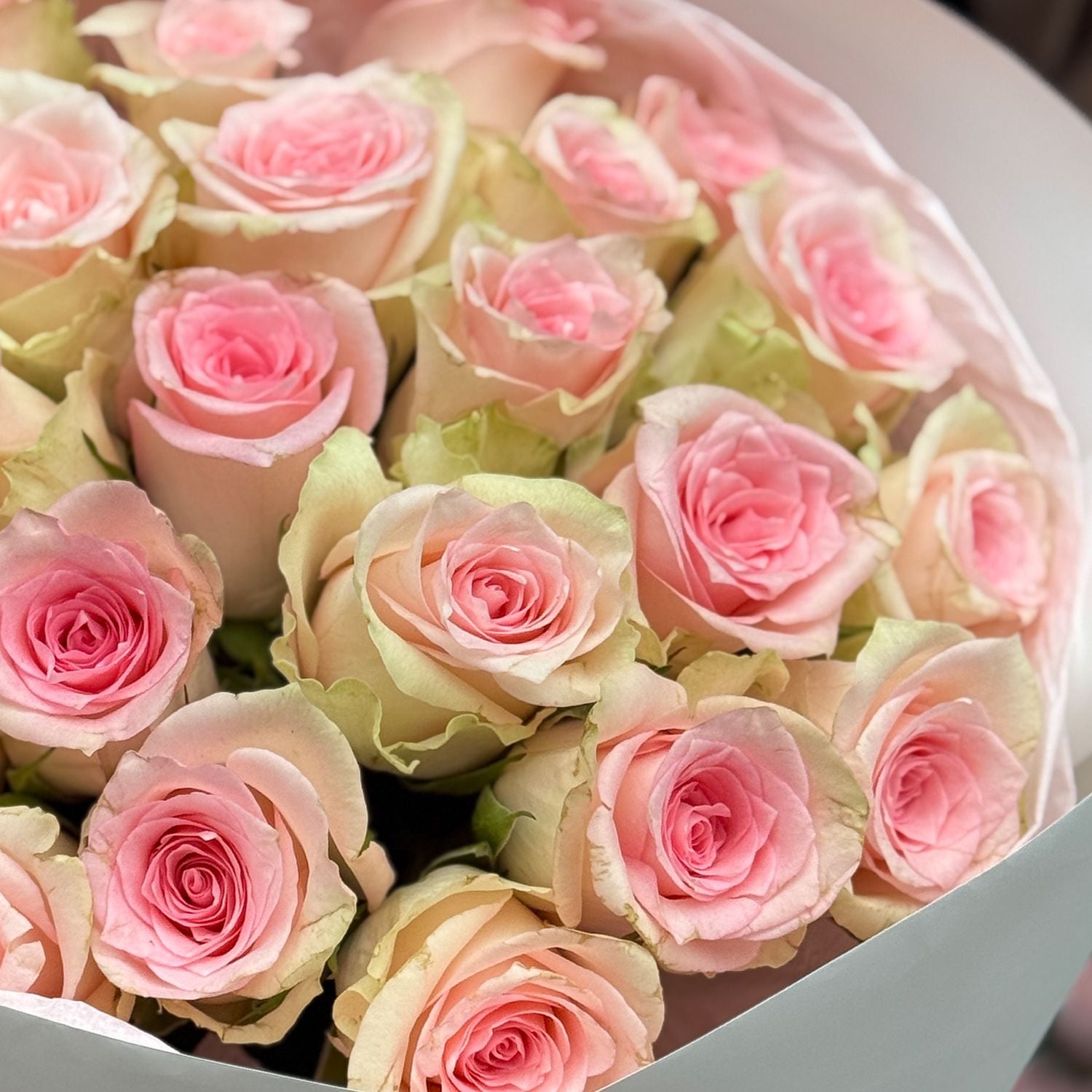 Bouquet 25 pink roses Kenia