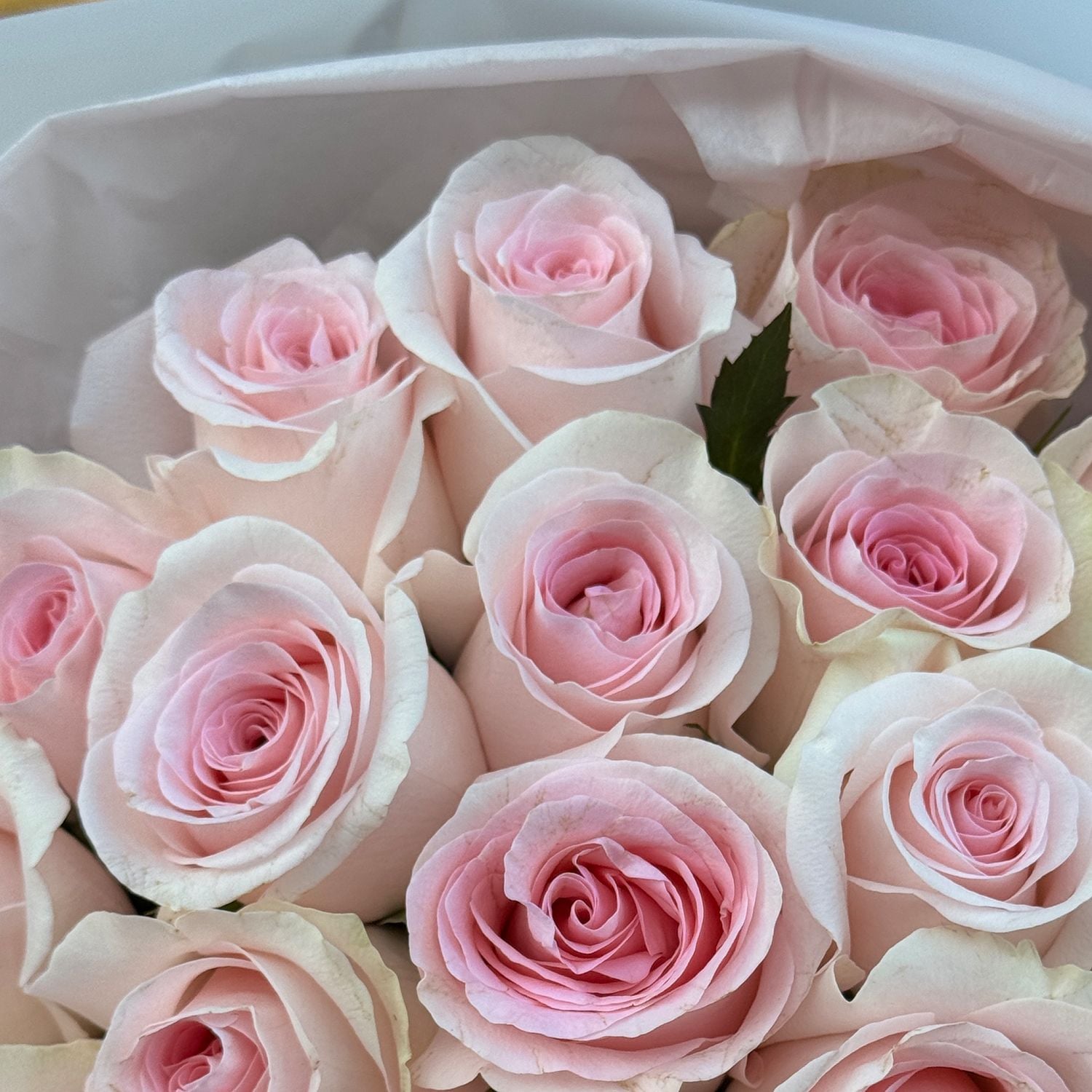 Bouquet 25 pink roses Kenia