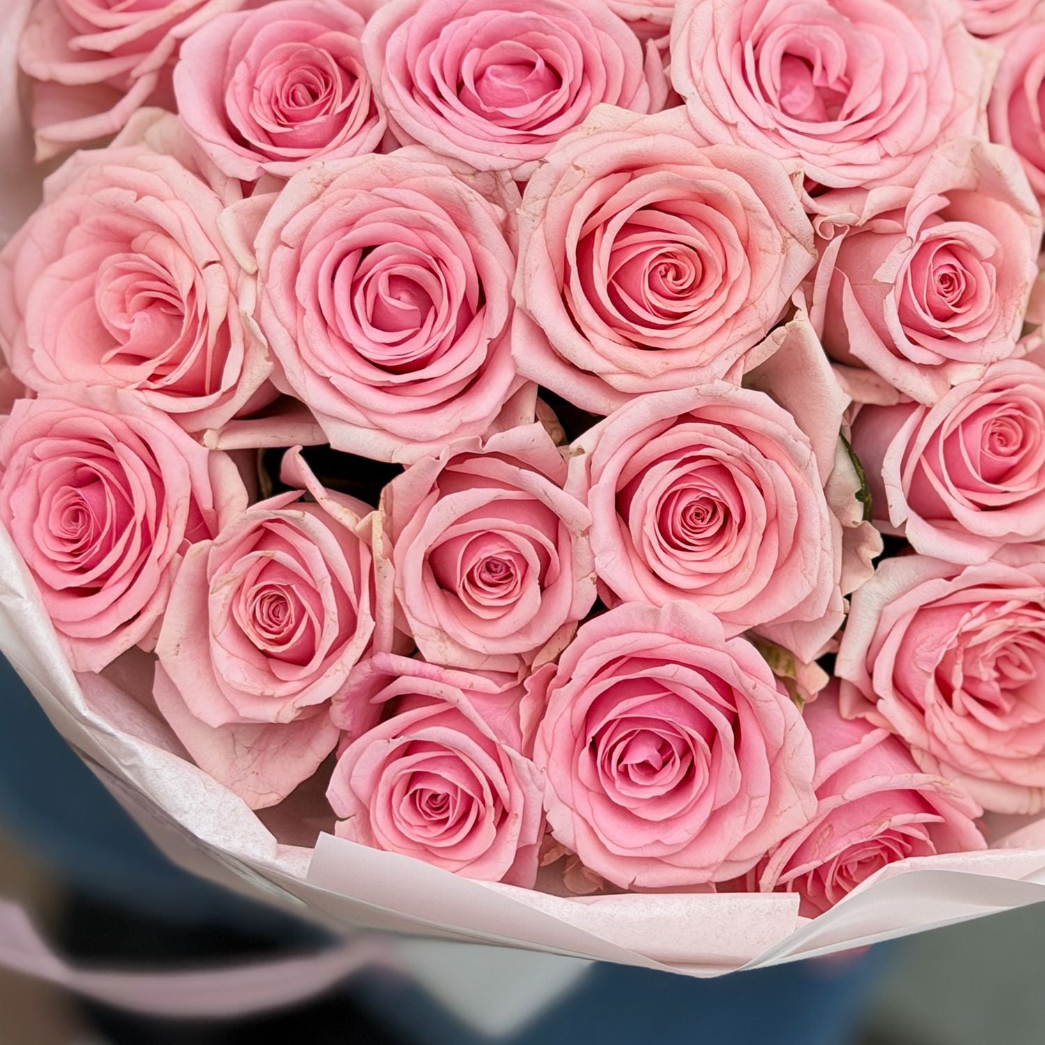 Bouquet 25 pink roses Kenia