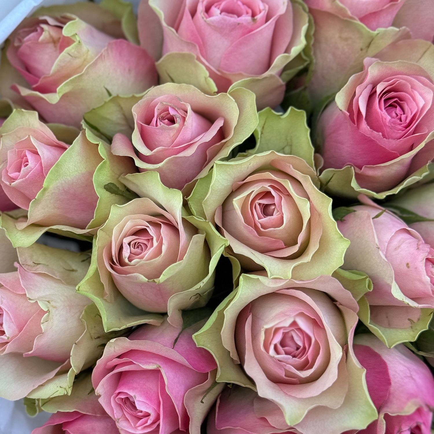 Bouquet 25 pink roses Kenia