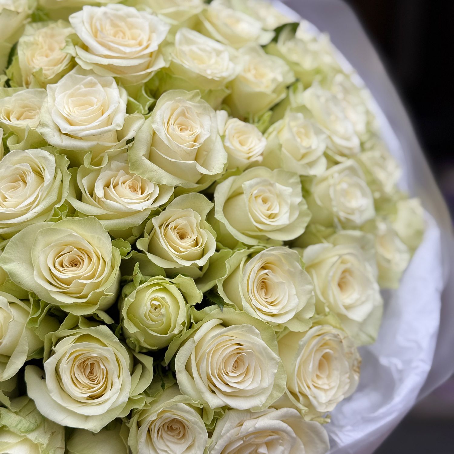 Bouquet 101 white roses Kenia