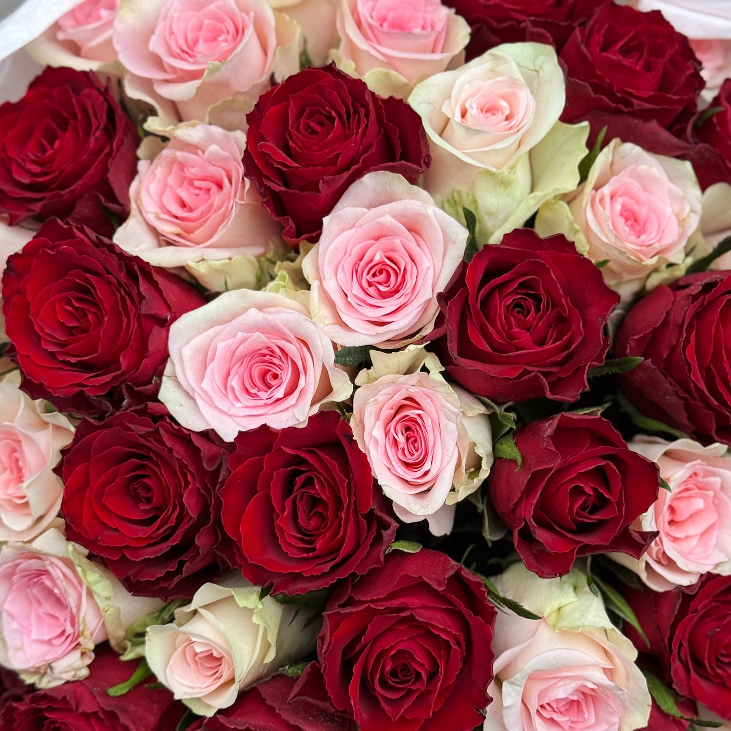 Bouquet 51 red and pink roses Kenia