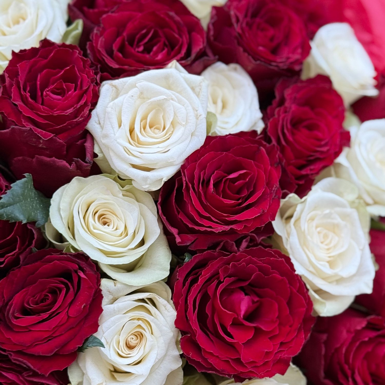 Bouquet 51 red and white roses Kenia