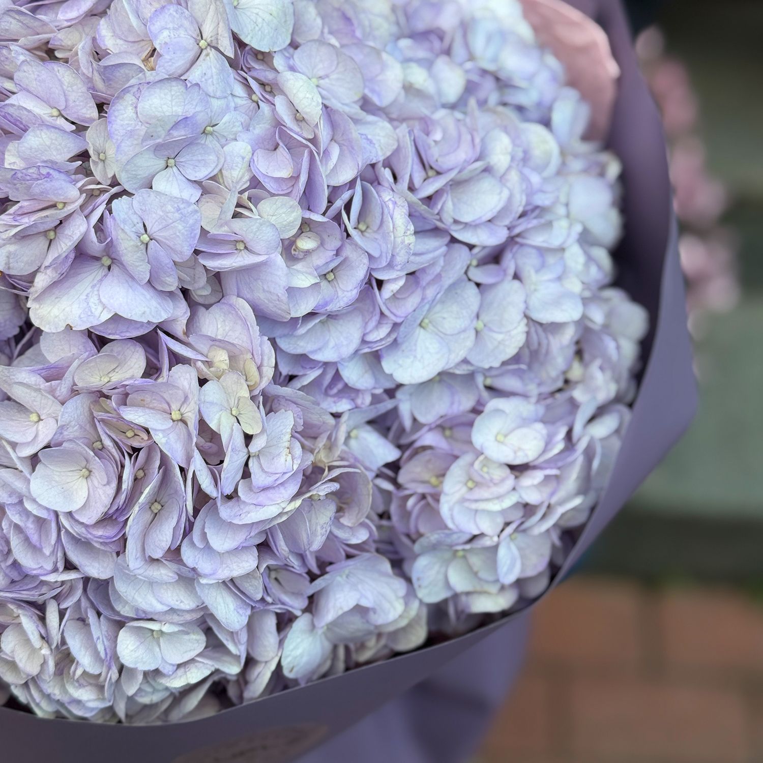 Bouquet Bouquet of purple hydrangeas
