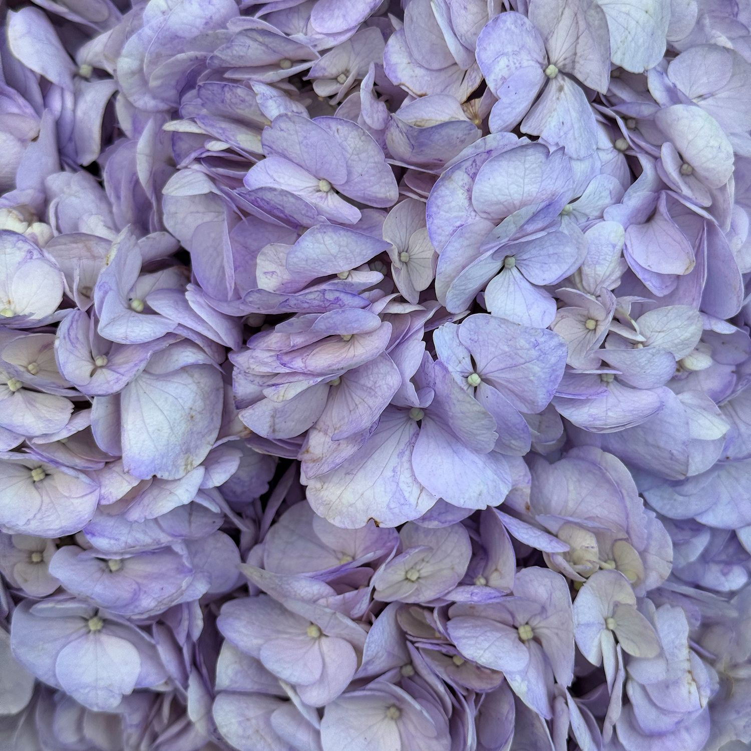Bouquet Bouquet of purple hydrangeas