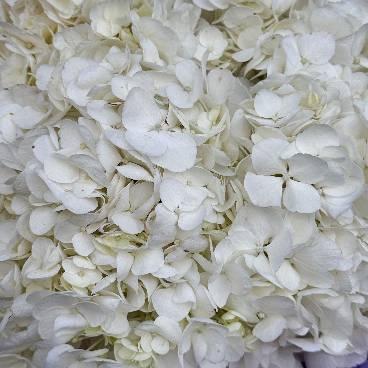 Bouquet Bouquet of white hydrangeas