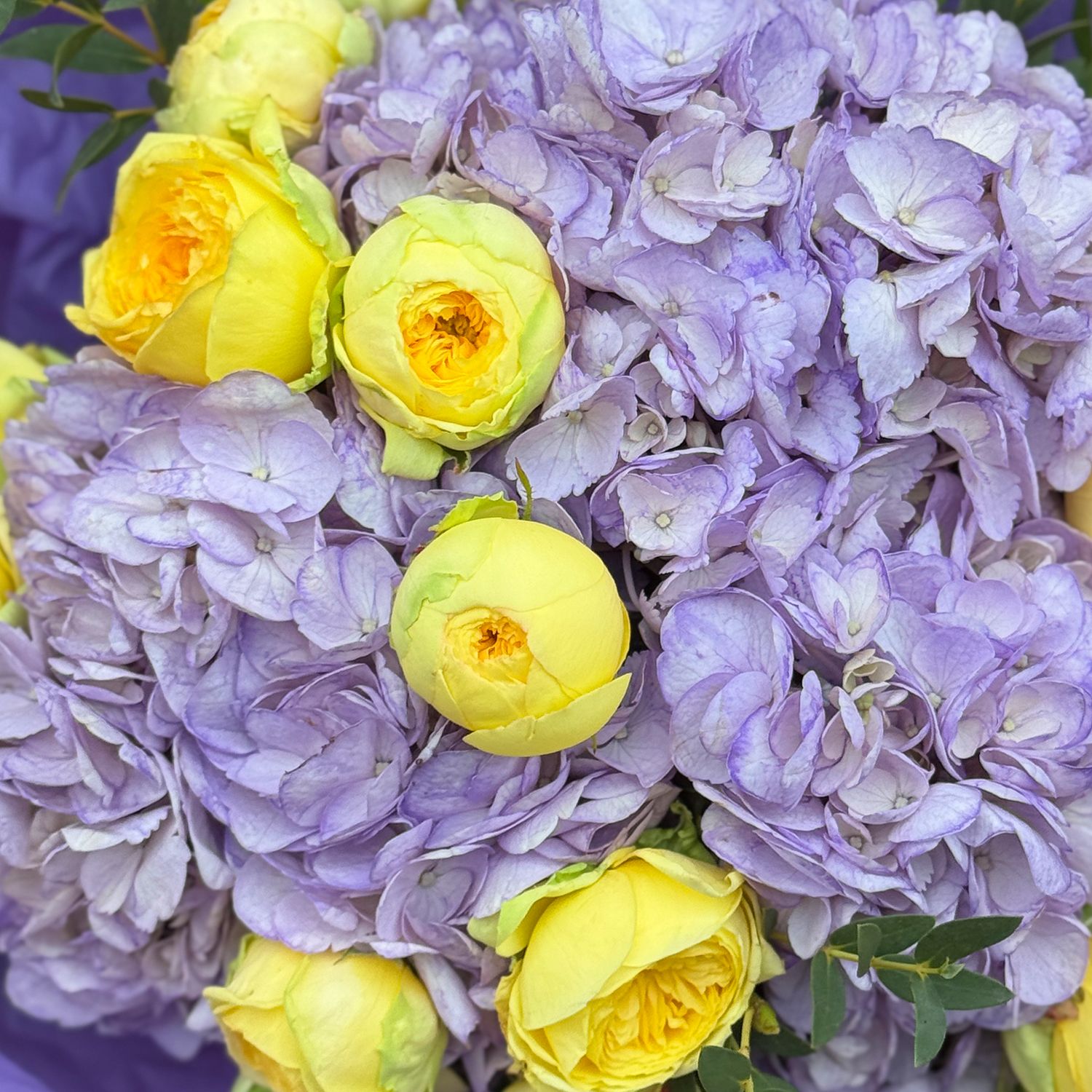 Bouquet Lavender morning