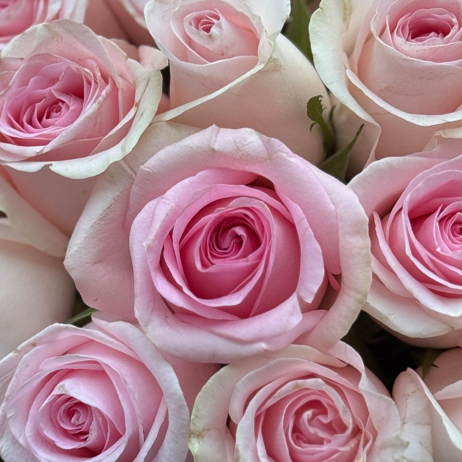 Bouquet Pink roses in a box