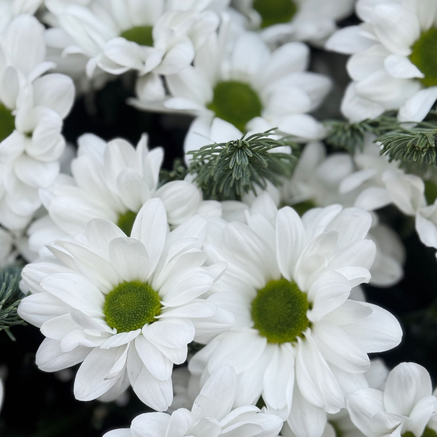 Bouquet Winter breath