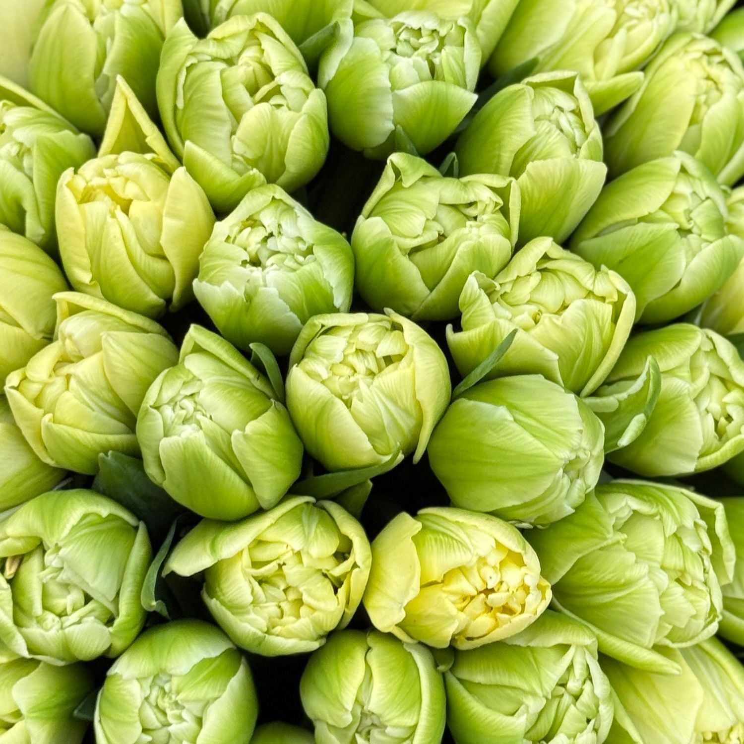 Bouquet 51 tulips Verona