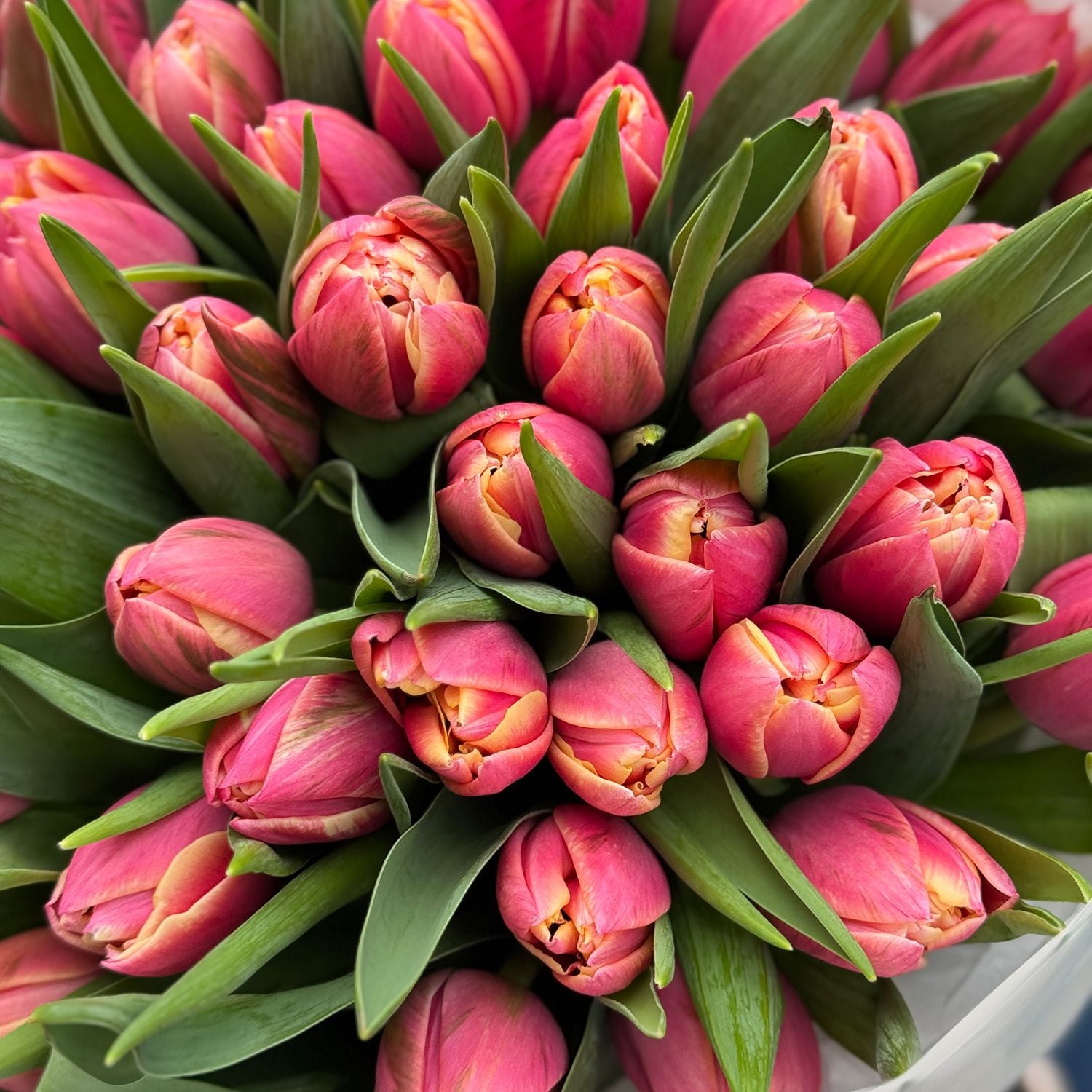 Bouquet 51 tulips Columbus