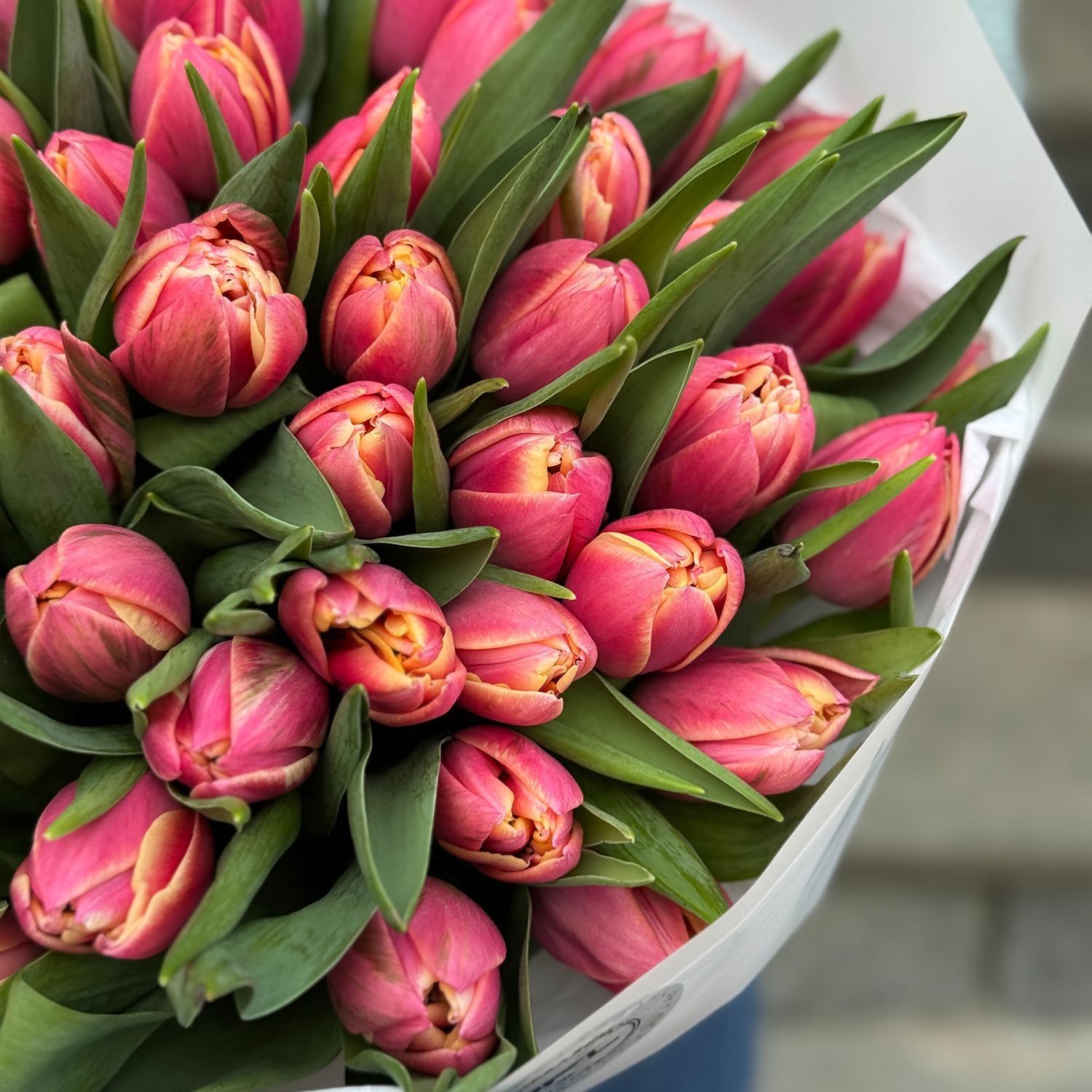 Bouquet 51 tulips Columbus