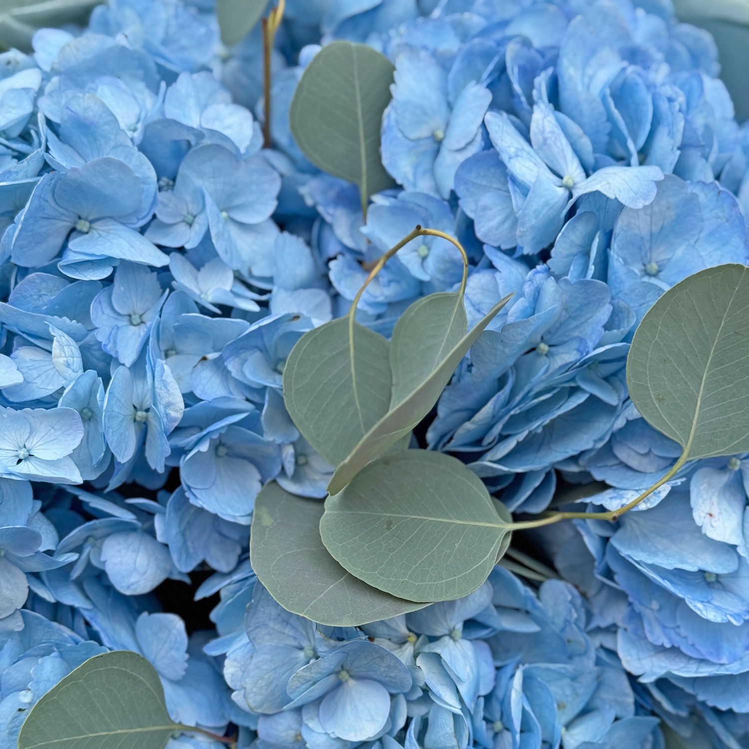 Bouquet Bouquet 5 blue hydrangeas