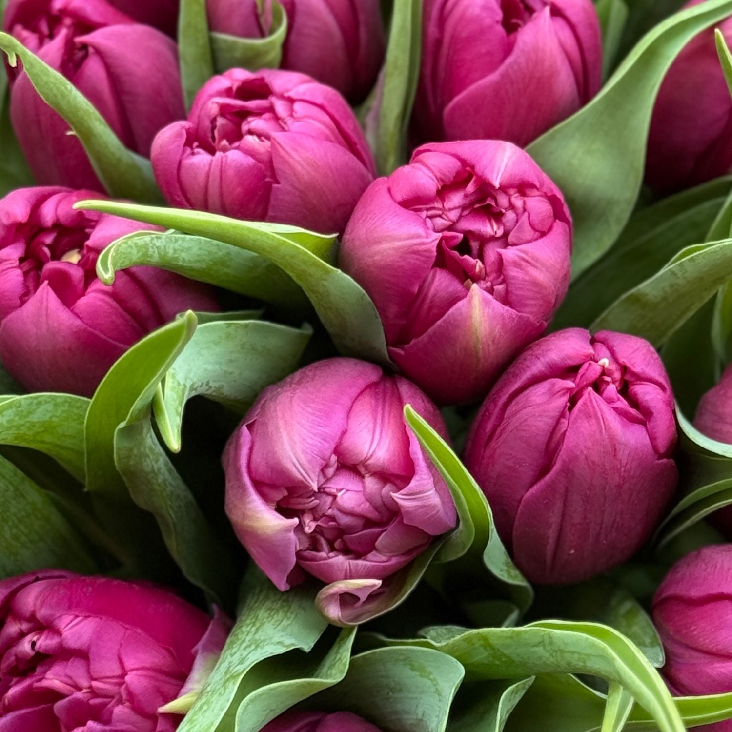 Bouquet 25 peony tulips