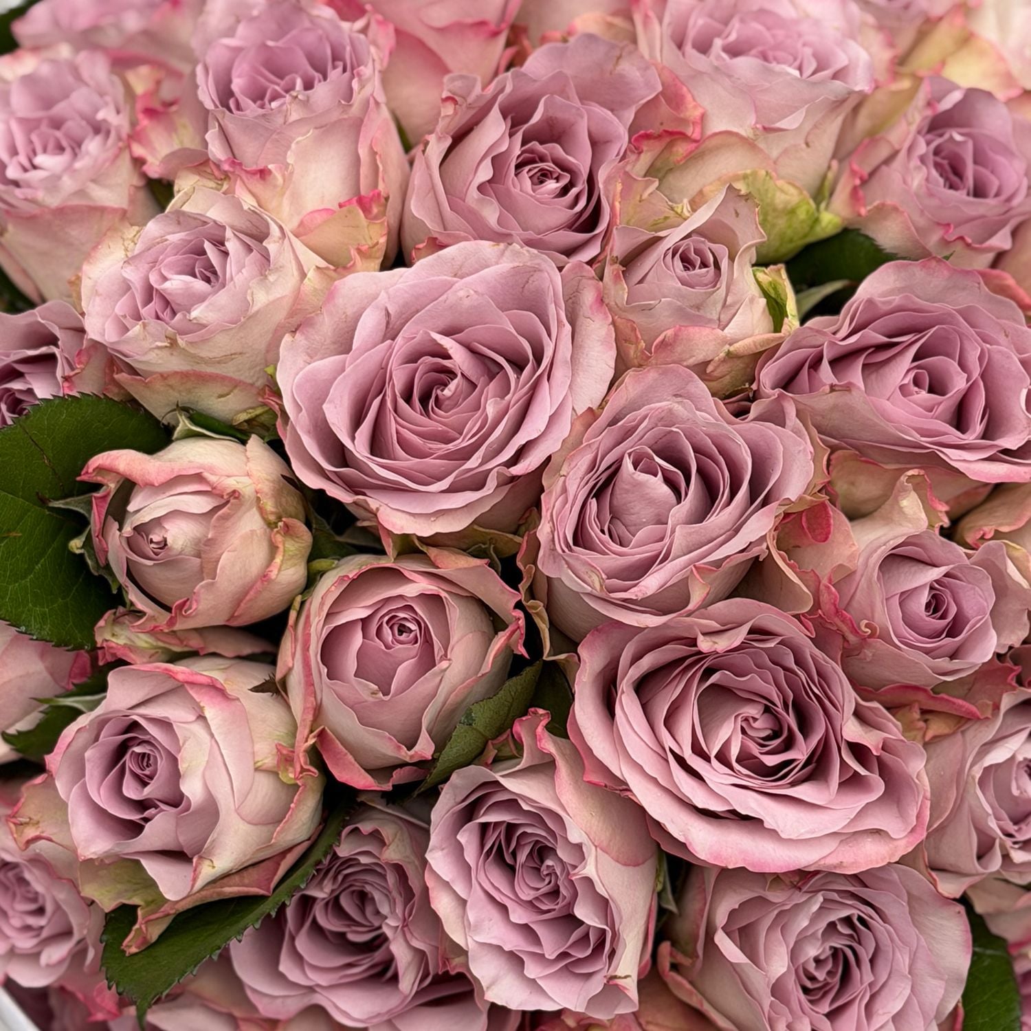 Bouquet 51 roses Memory Lane