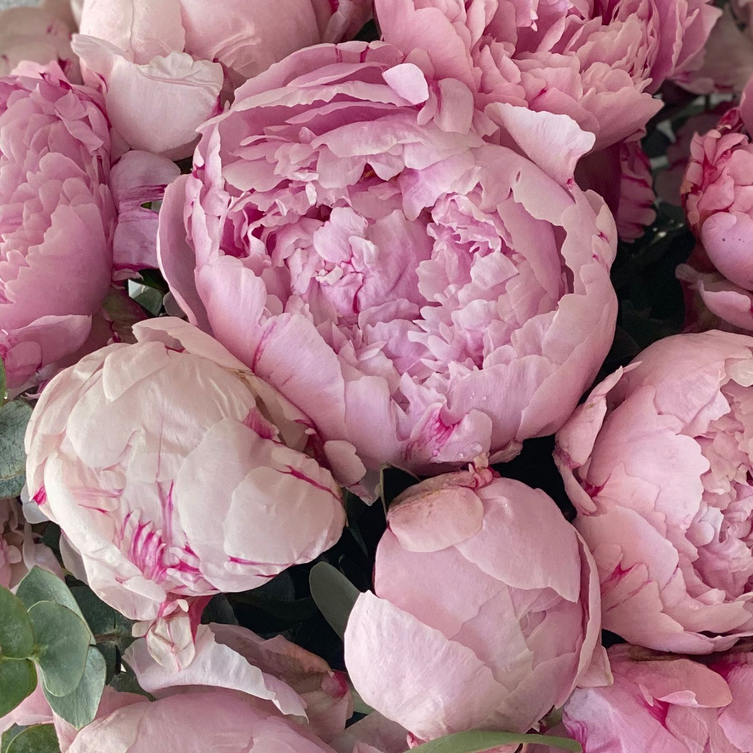 Bouquet Pink peonies in a black box
