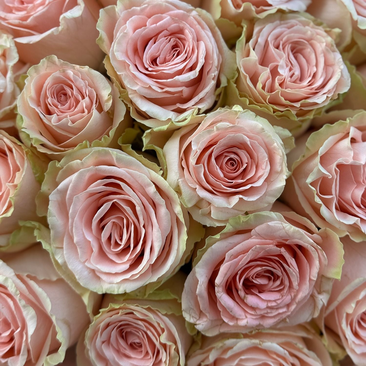 Bouquet 25 roses Doris Day