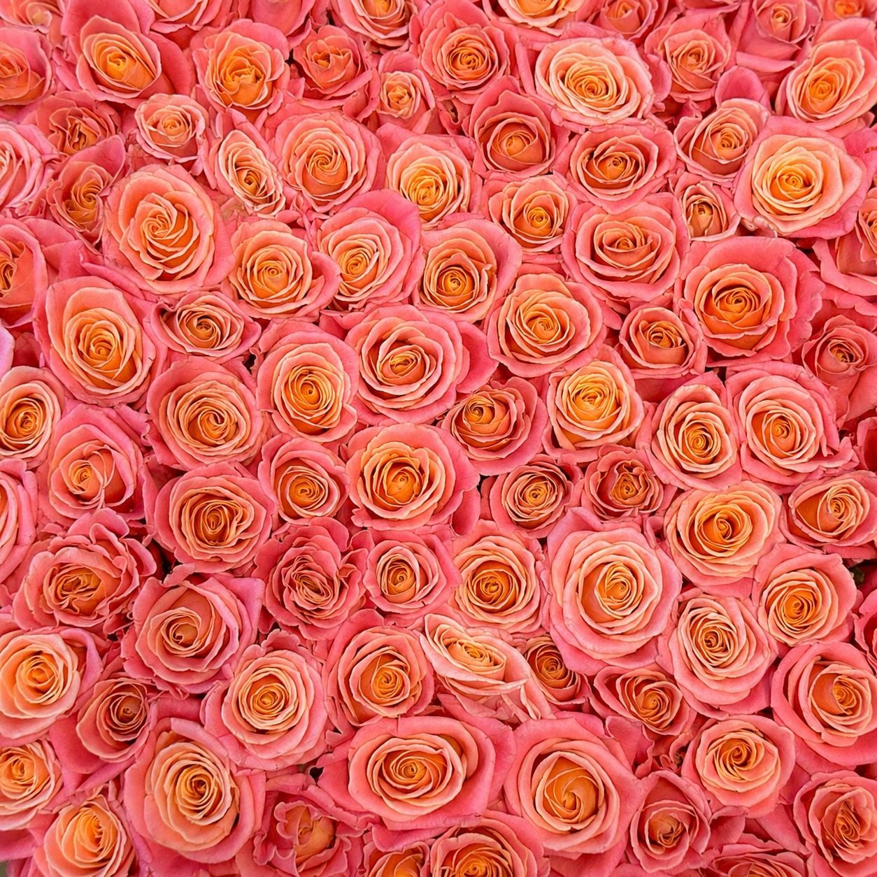 Bouquet 101 coral roses in a box