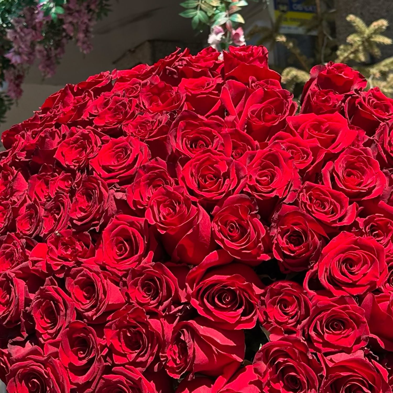 Bouquet 101 long red roses (90 �m)