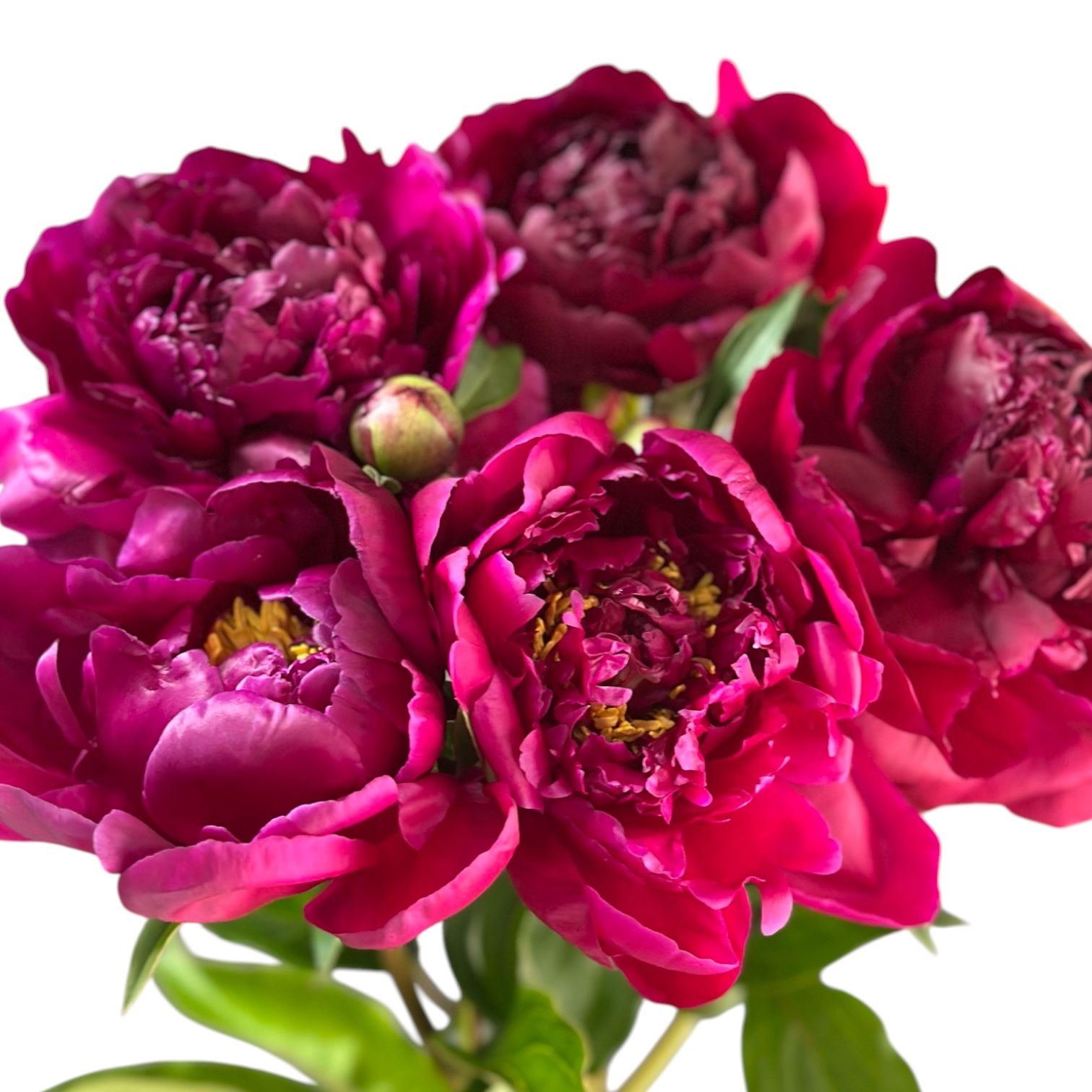 Bouquet Peony bordo by piece
