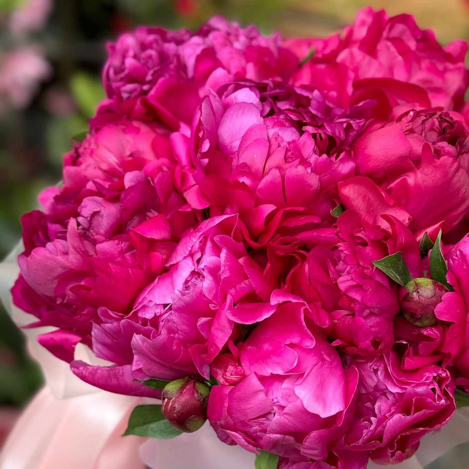 Bouquet Peonies in a box 15 pcs