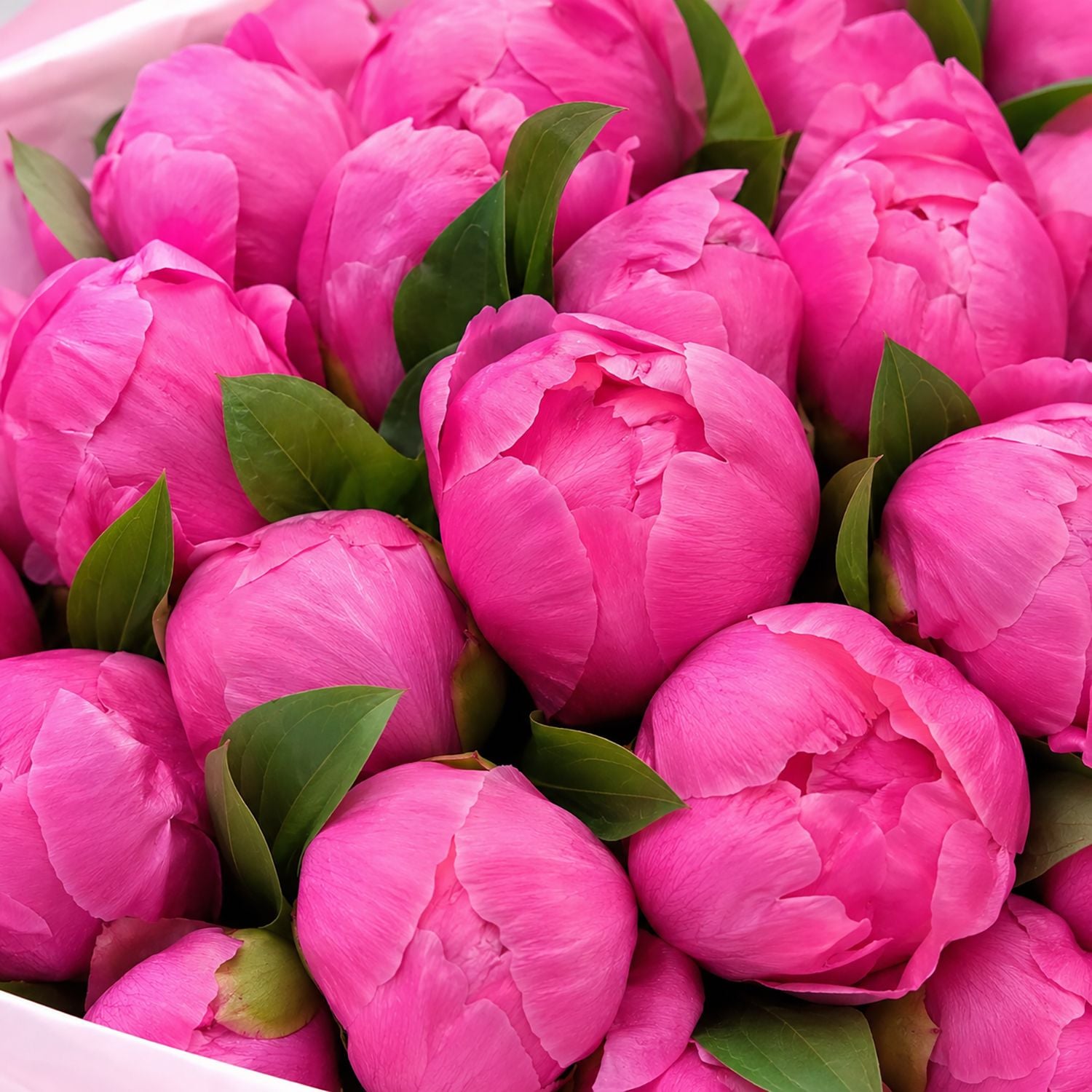 Bouquet Bouquet of 35 peonies