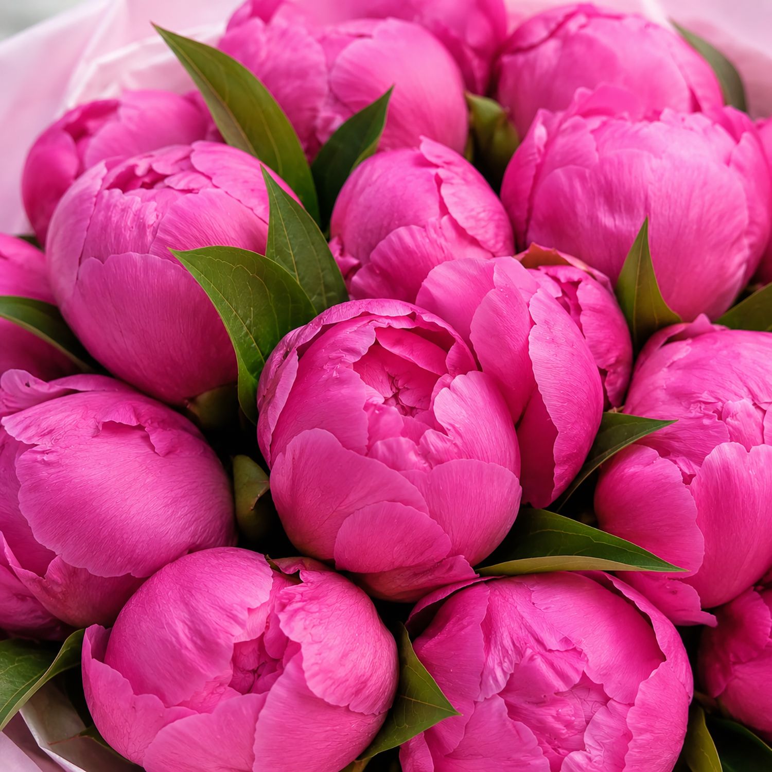 Bouquet Bouquet of 35 peonies