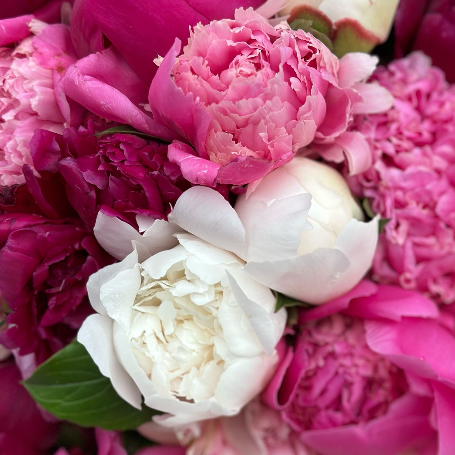 Bouquet 101 peonies mixed