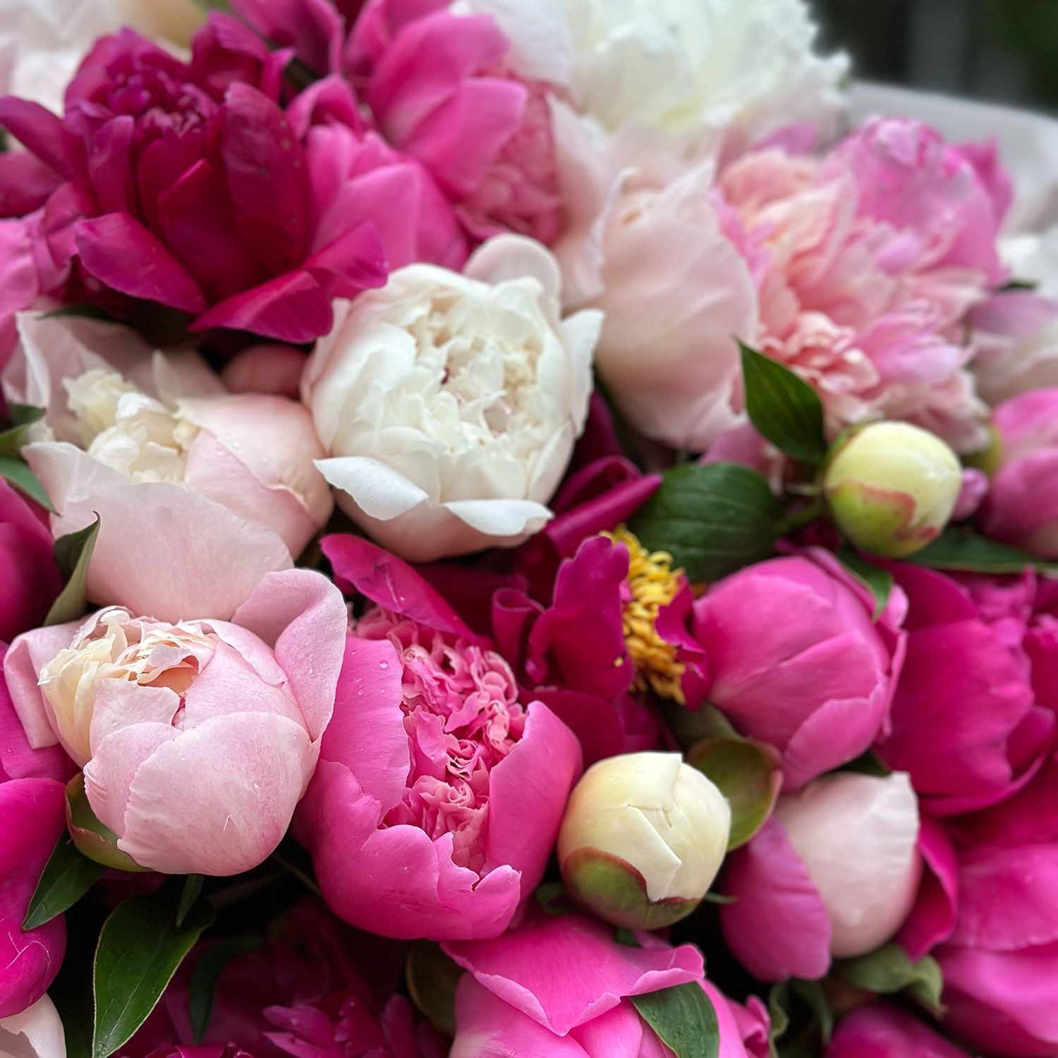 Bouquet 51 peonies mixed