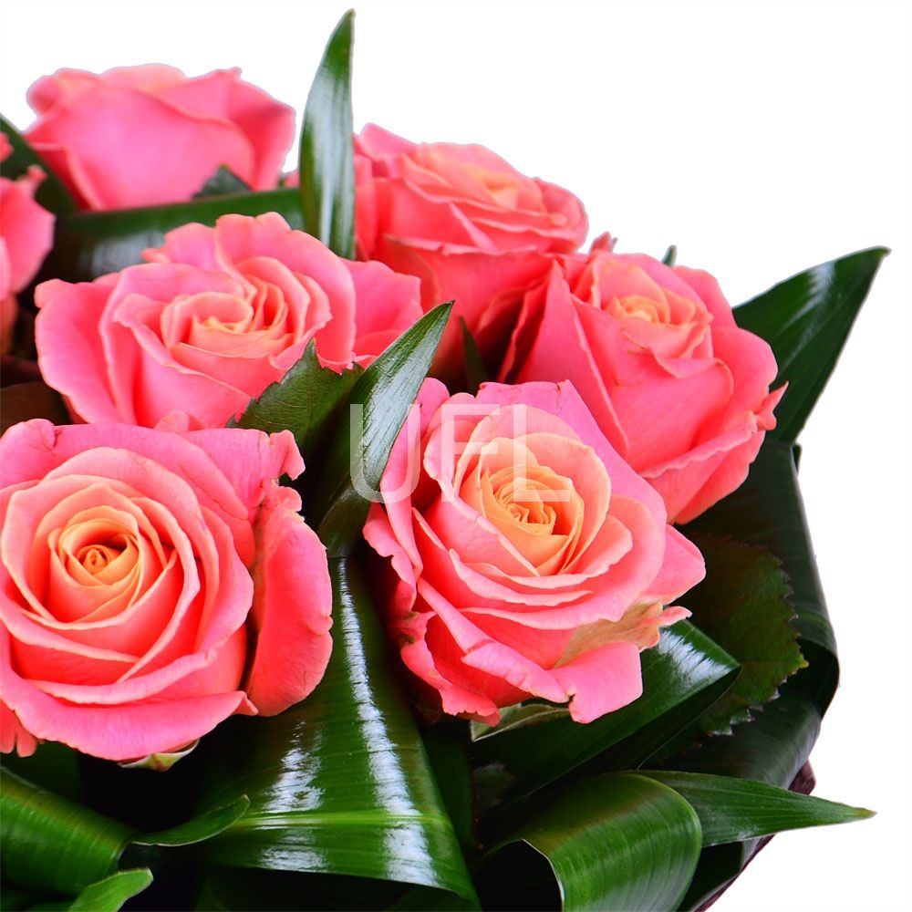 aspidistra, rose (9 pcs.), packaging, ribbon