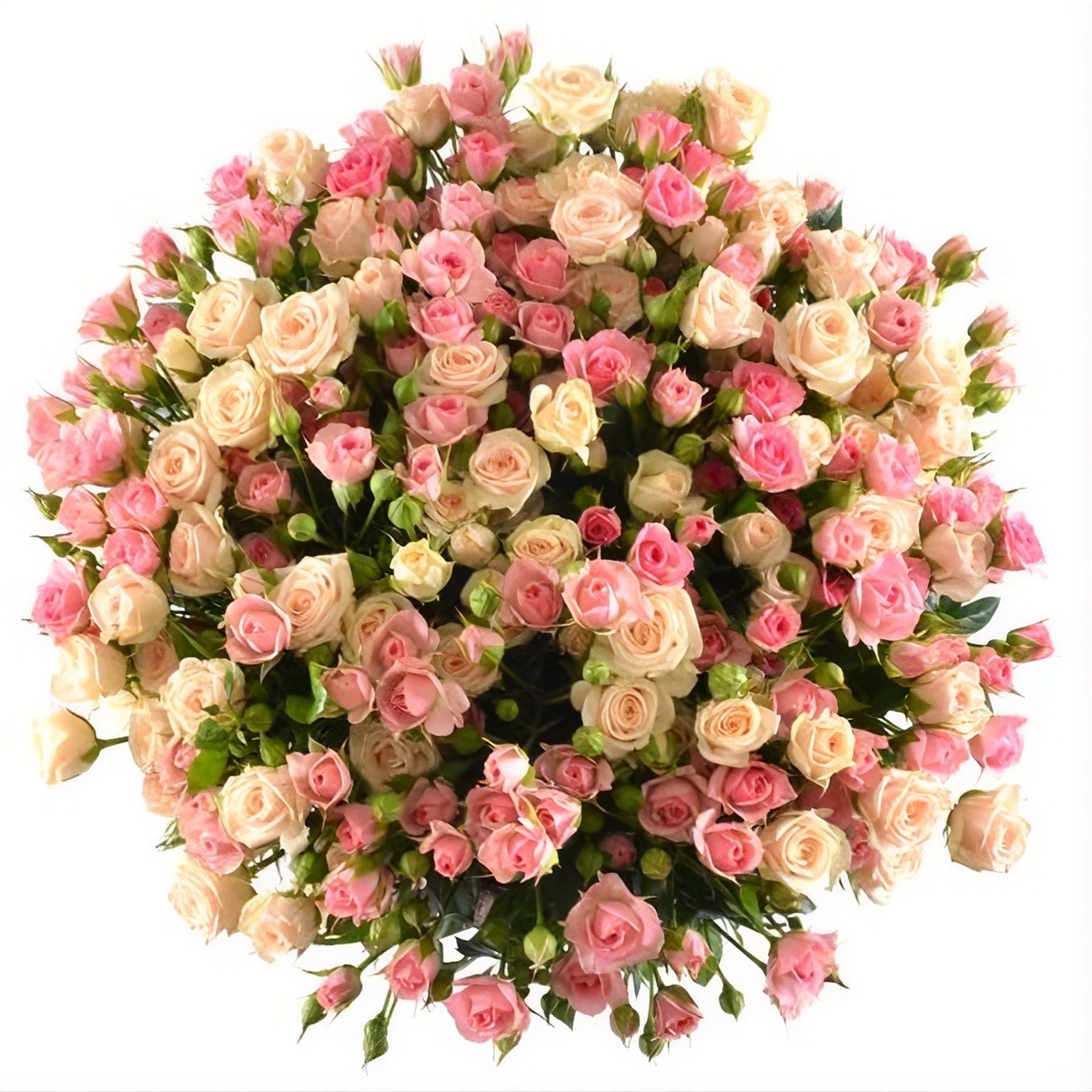 cream bush rose (17 pcs.), packaging, ribbon