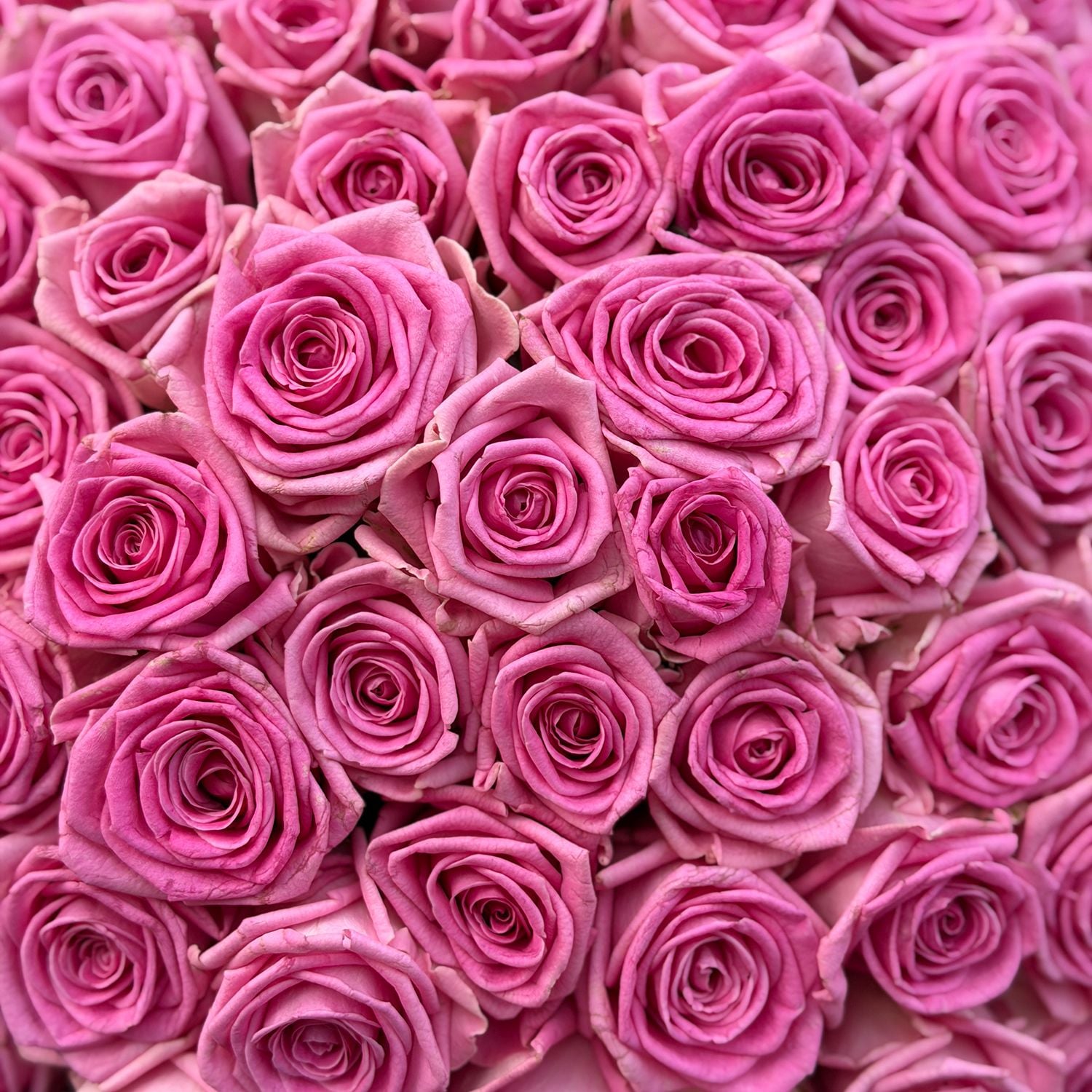 pink rose (101 pcs.), packaging, ribbon