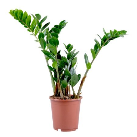 Product Zamioculcas