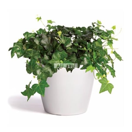 Product Hedera