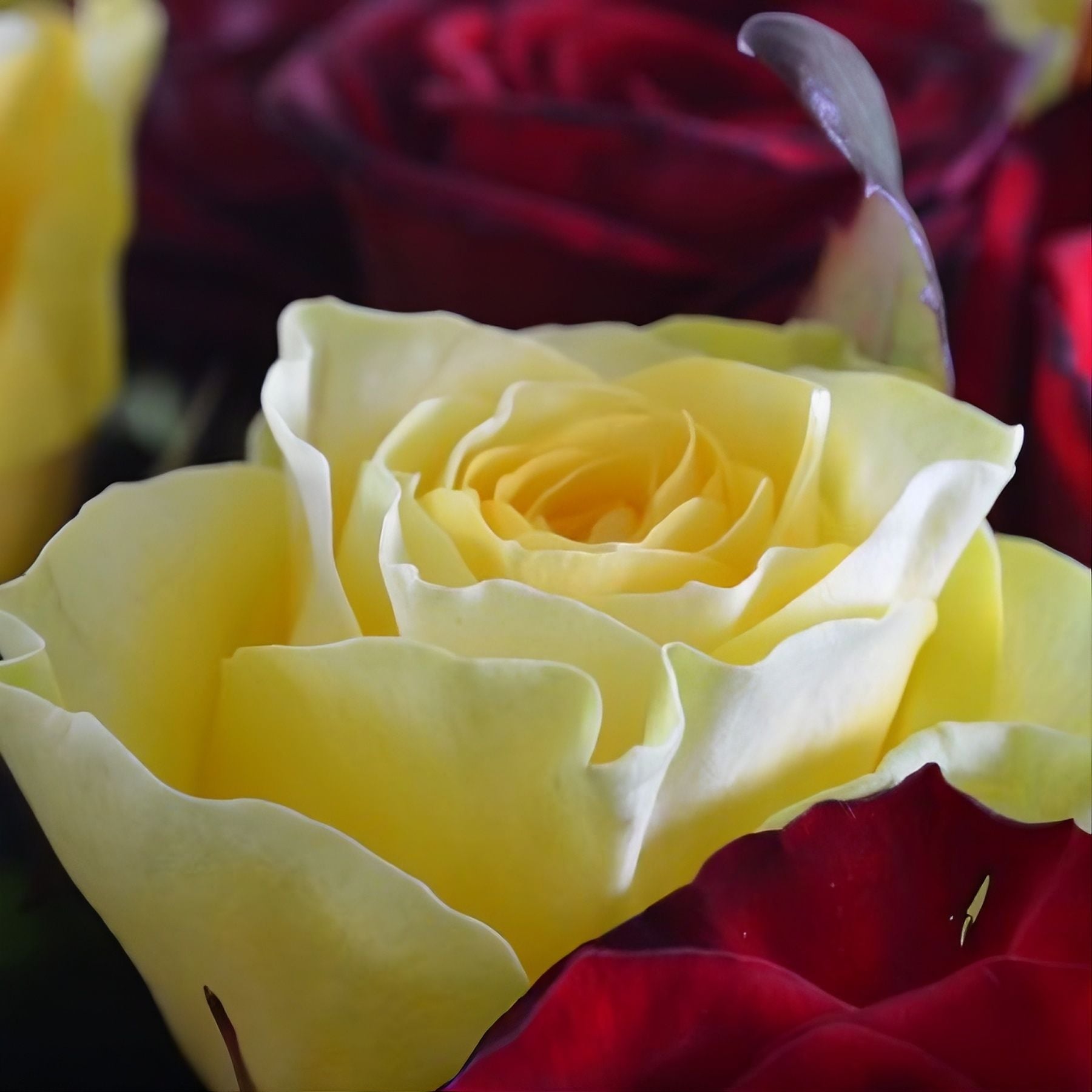 Bouquet 51 roses Renaissance