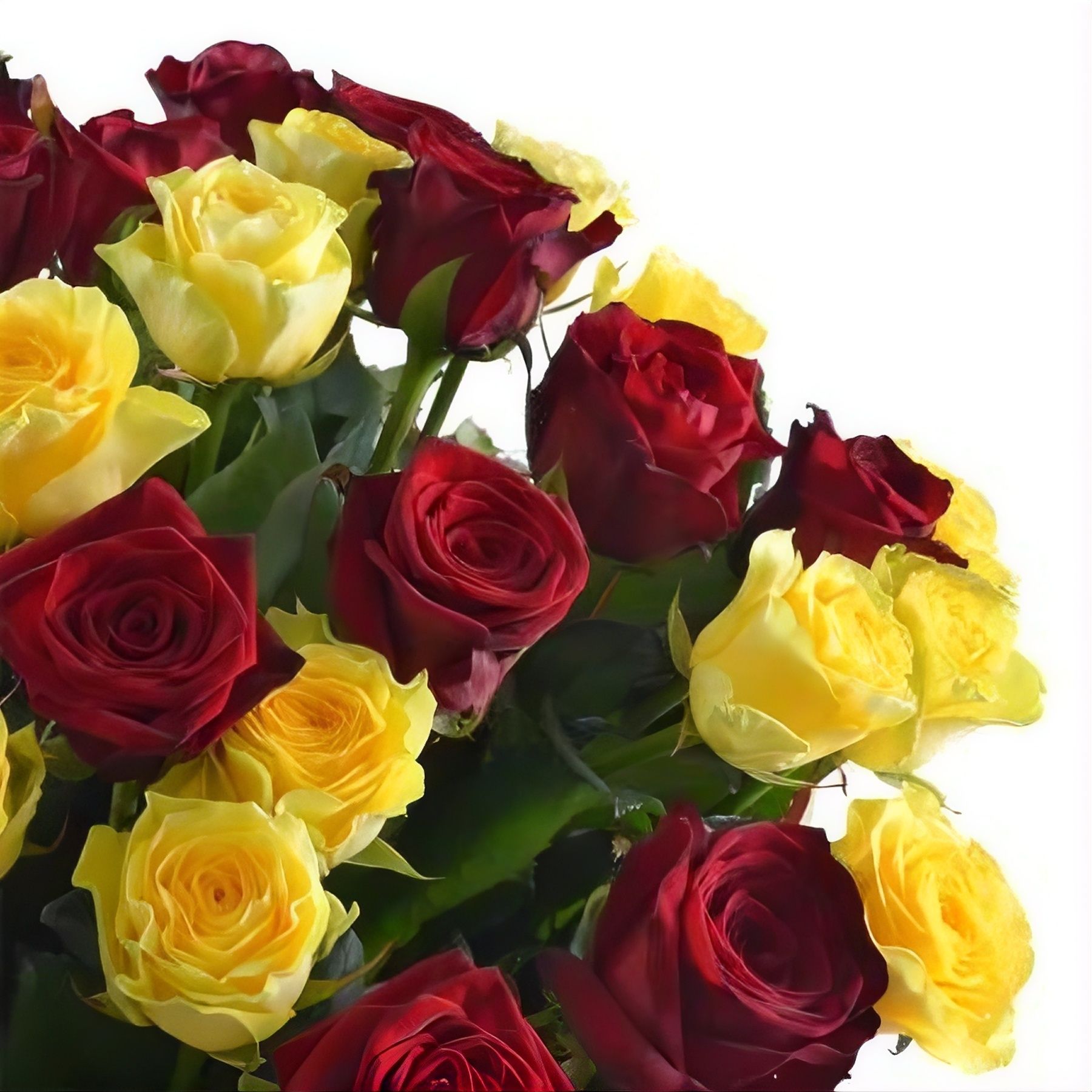 Bouquet 51 roses Renaissance