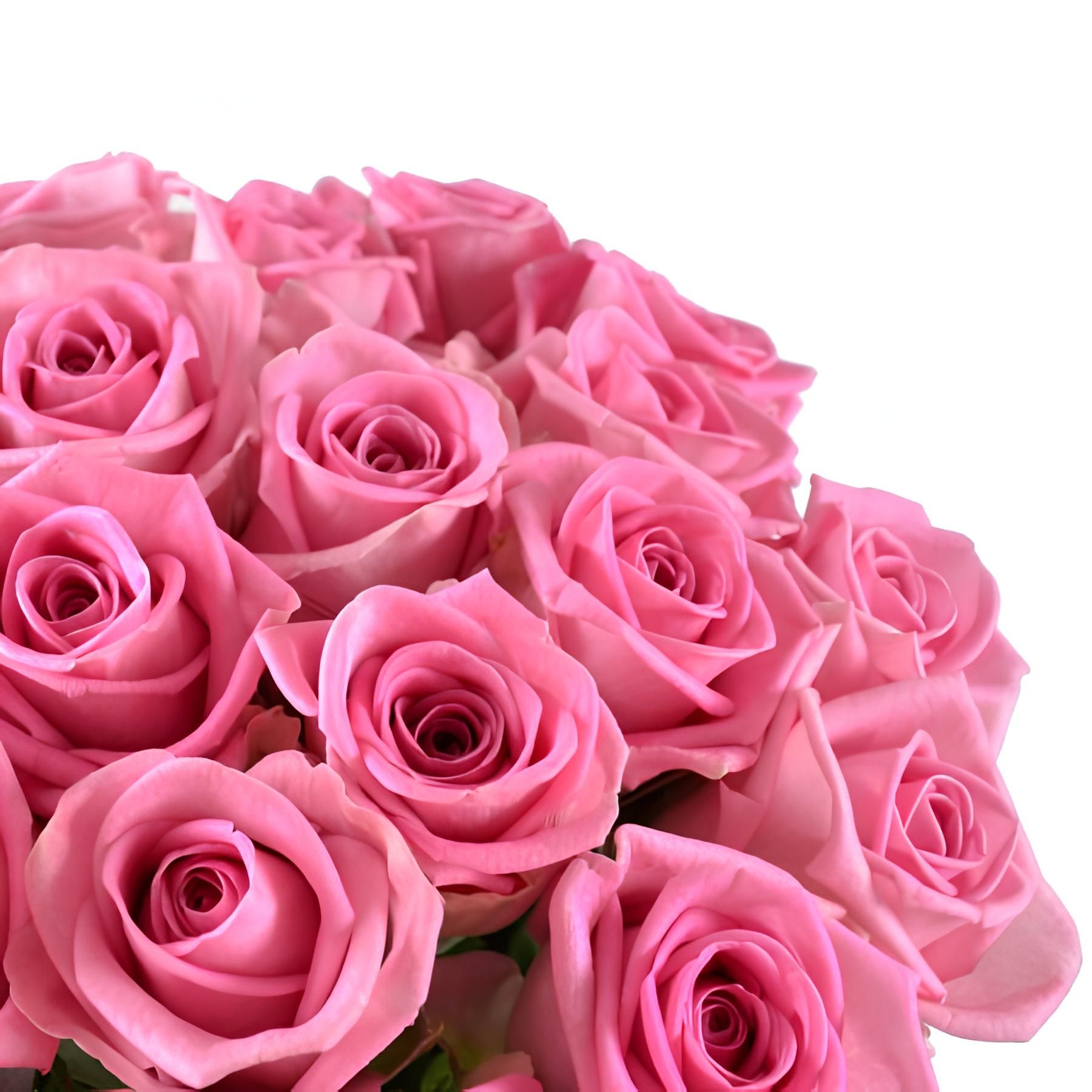 pink rose (25 pcs.), packaging, ribbon