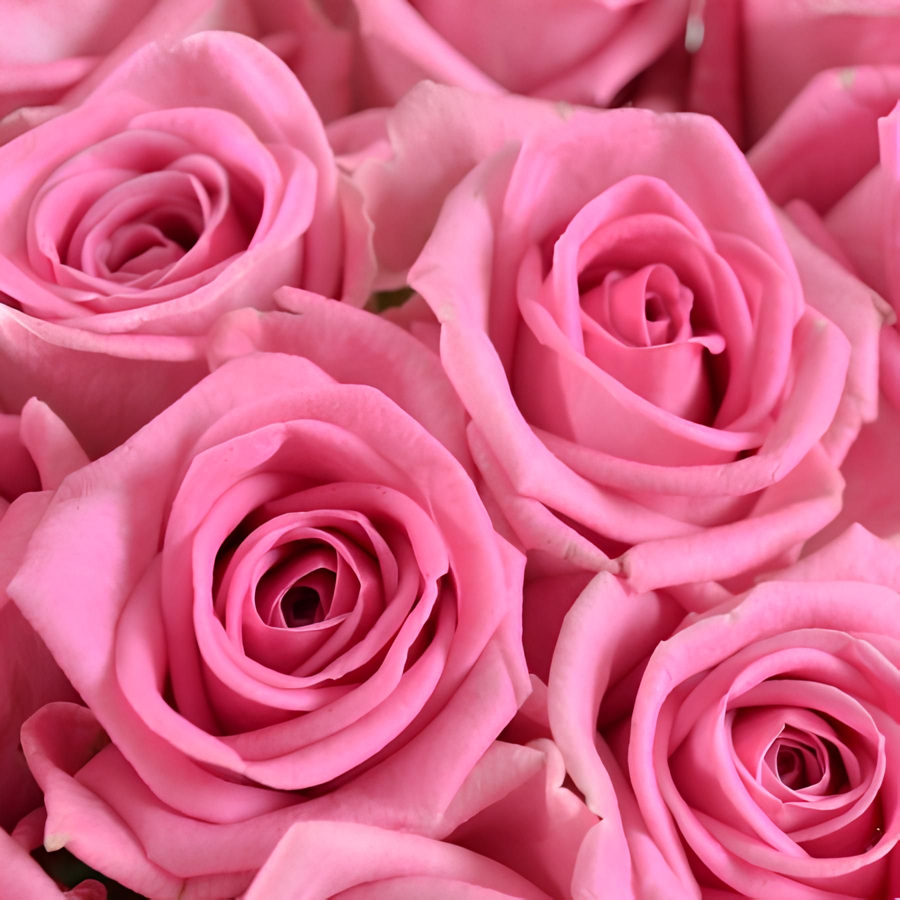 pink rose (25 pcs.), packaging, ribbon
