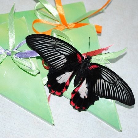 Product Butterfly Papilio rumanzovia