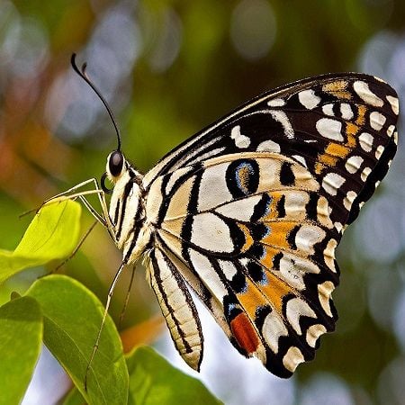 Product Butterfly - Papilio demoleus
