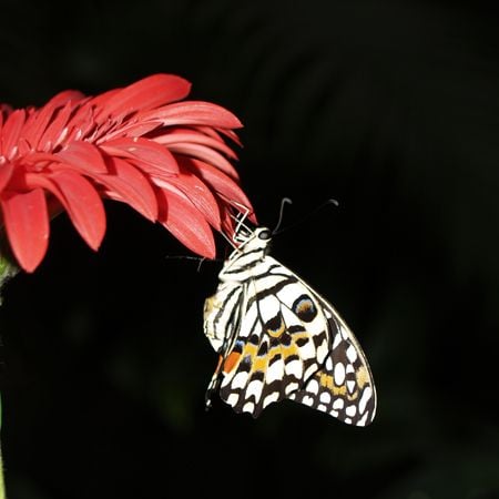 Product Butterfly - Papilio demoleus