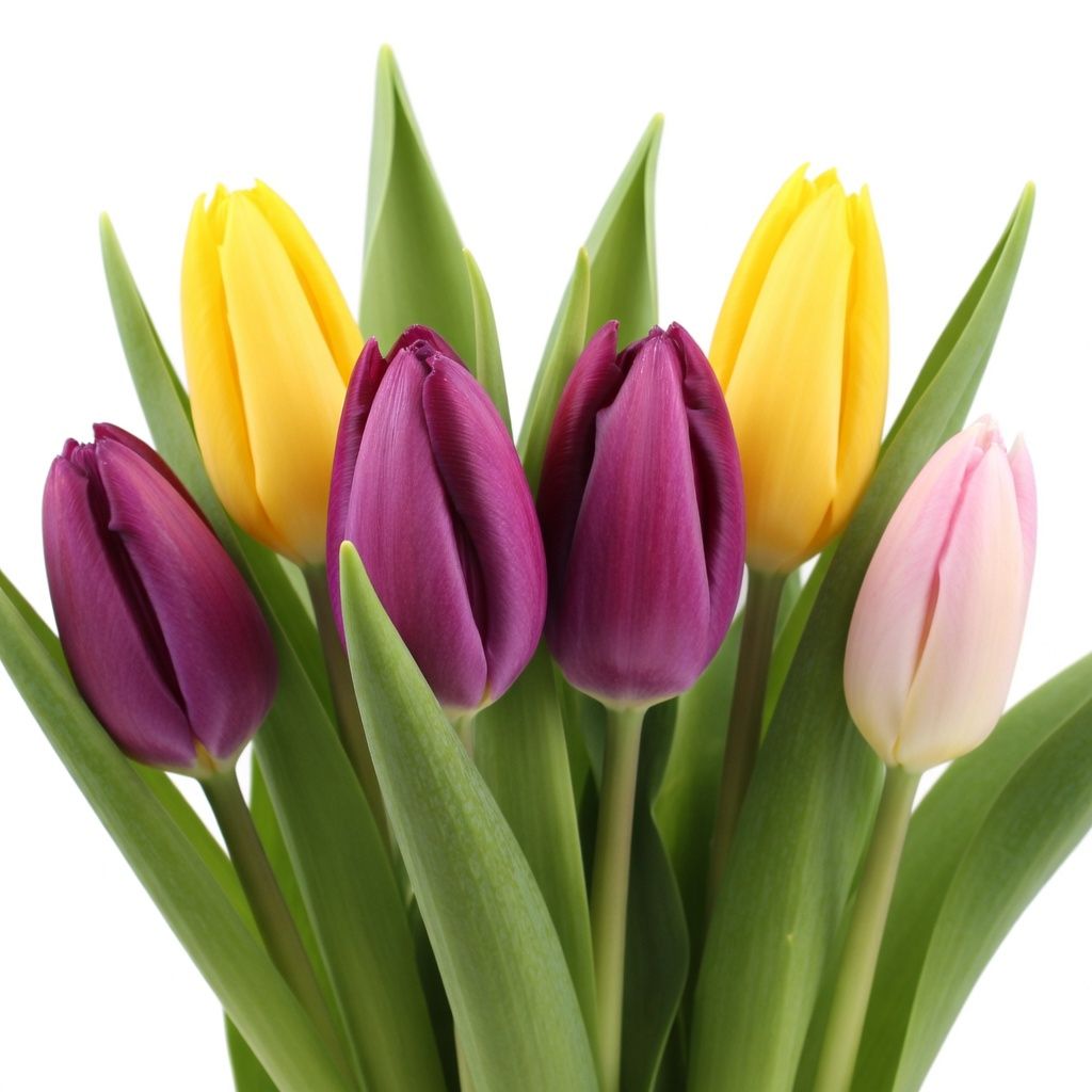 Bouquet Tulips by the piece