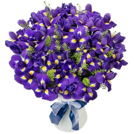 Bouquet Iris 49 pcs.