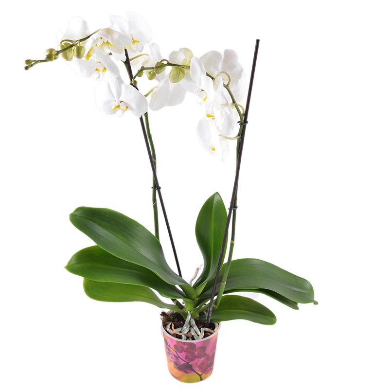 Product White Orchid