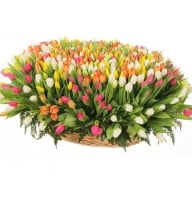 Bouquet 501 tulips